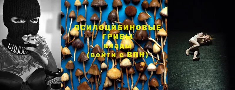 Галлюциногенные грибы MAGIC MUSHROOMS  Белая Холуница 